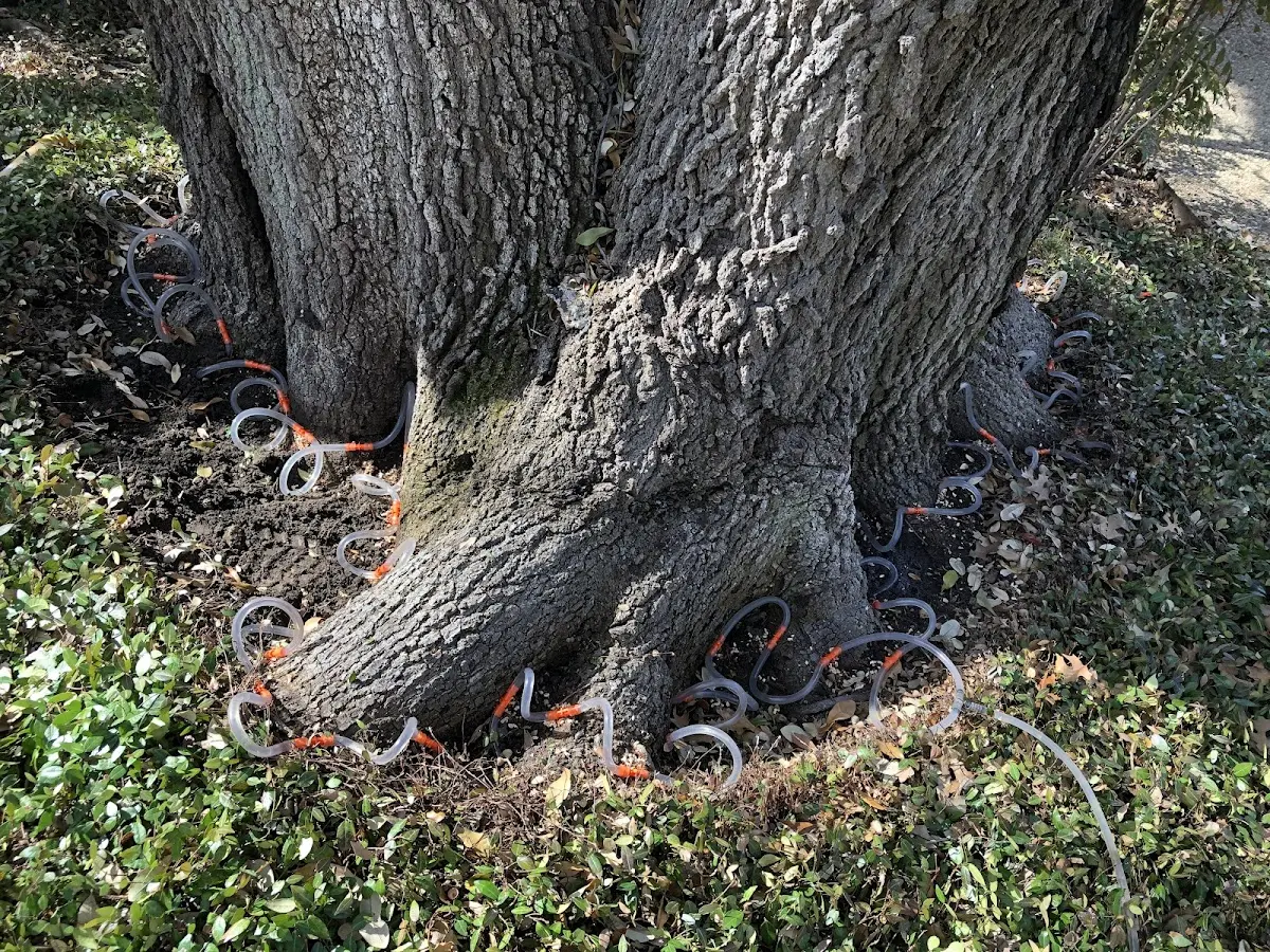 Detailed Shrub and Hedge Trimming job site in Nachusa
