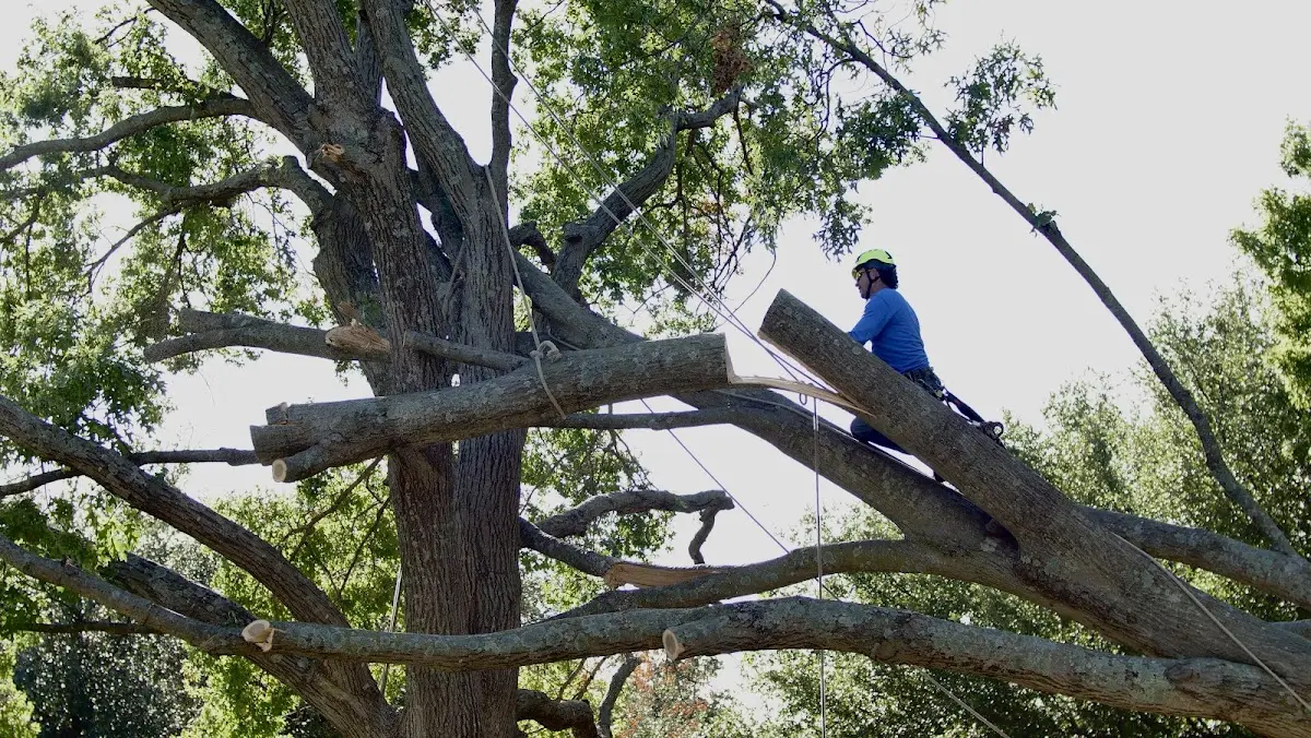Professional Hazardous Tree Removal performed by certified arborists in Nachusa