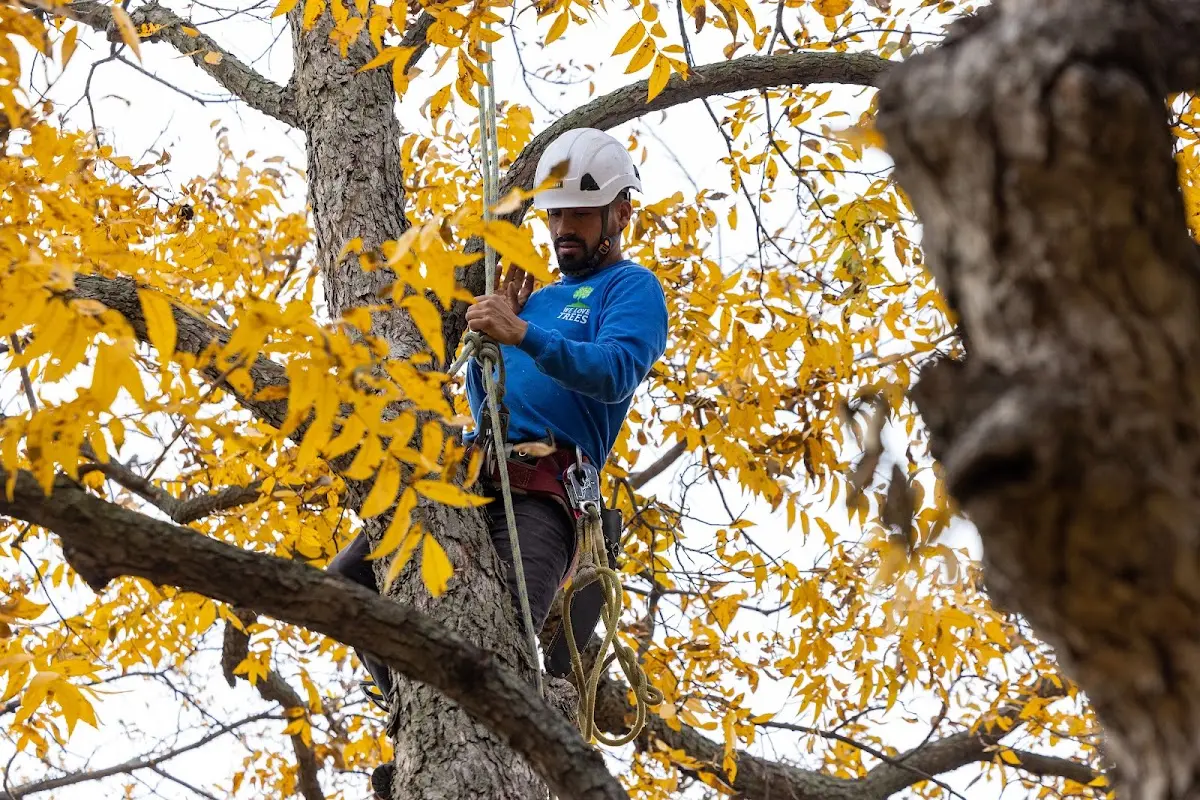 Skilled Tree Planting crew working in Nachusa